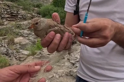 Ağlara takılan kum kekliği doğa fotoğrafçısı tarafından kurtarıldı