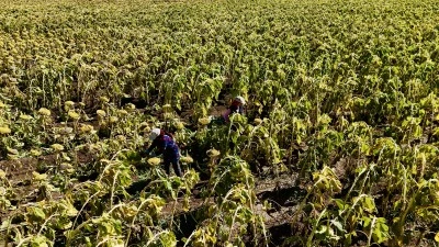 Ağrı’da Ayçiçeği Ekimle 758 Milyon TL Gelir Bekleniyor