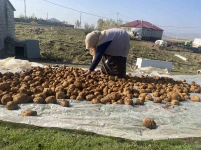 Ağrı&rsquo;da kışlık patatesler geleneksel y&ouml;ntemle toprağa g&ouml;m&uuml;lerek korunuyor
