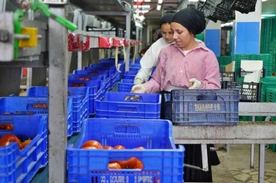 Ağustos ayında domates işlem miktar endeksi y&uuml;zde 56,70 azaldı