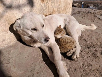 Akyaka’da kedi ve köpeğin dostluğu kamerada