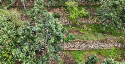 Muşmula hasadı başladı