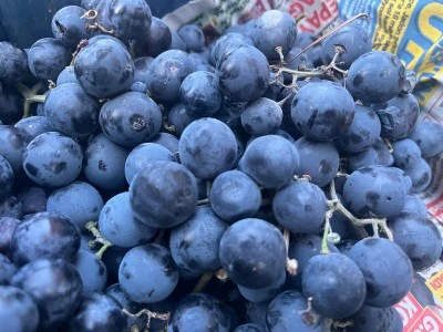 Alaşehir’in Üzümü Tavşanlı’da Tezgahta