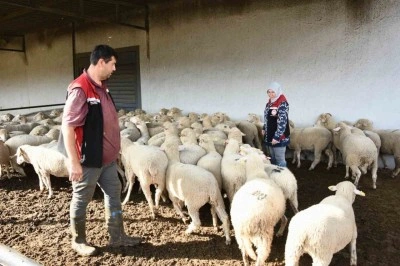 Aliağa&rsquo;da hibe koyun ve ko&ccedil;lar &uuml;reticilere teslim edildi