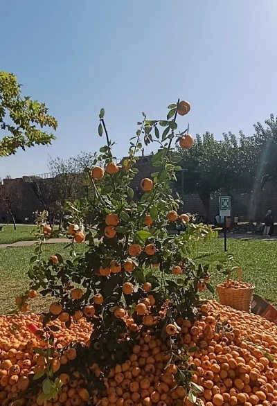 Alıç Meyvesi Diyarbakır’da Yoğun İlgi Görüyor