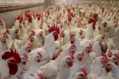 Almanya’da Kuş Gribi Alarmı: 400 Bin Kanatlı İtlaf Edildi