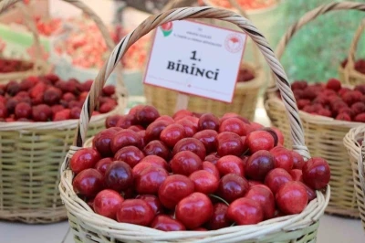 65. Kiraz Teşvik Yarışması yapıldı