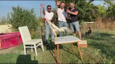 Damada Hint horozu taktılar