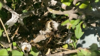 Bu arılar aşka arılar