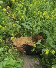 Tavuk aslan kesildi kargayı gaga darbeleriyle yaraladı