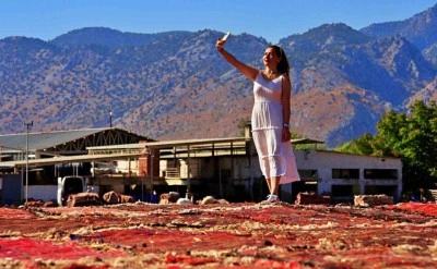 Buğday tarlalarında halı hasatı