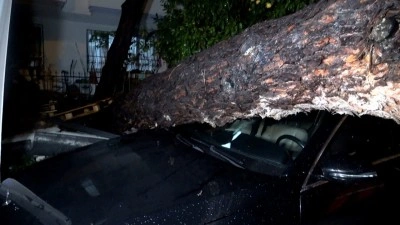 Yağmur ve şiddetli rüzgar 10 metrelik ağaç devrildi