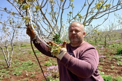Fıstık &uuml;reticileri tırtıl&rsquo;la m&uuml;cadele &ccedil;alışması başlattı