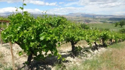 Yaprak satışından gelir elde ediyor