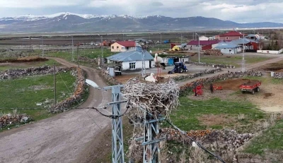 Ardahan&rsquo;ın Ağzıpek k&ouml;y&uuml; leyleklerin uğrak noktası oldu