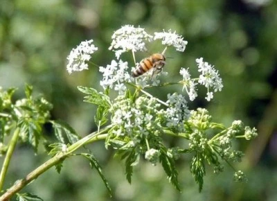 Arılar Olmasa Dünya Durur