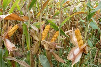 Arpa ve Mısır İthalatında Tarife Kontenjanı 1 Milyon Tona Yükseldi