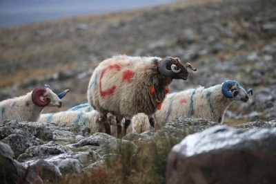 Arpa&ccedil;ay&rsquo;da ko&ccedil; katımı