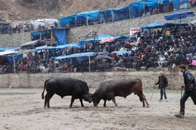 Artvin’de ilkbaharın habercisi boğa güreşleri başladı