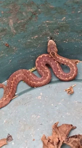 Artvin’de Kış Uykusuna Yatması Beklenen Kafkas Engereği Yılanı, Çay Bahçesinde Görüntülendi