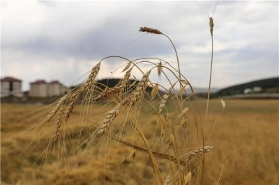 Ata Tohumu ile ekilen Kavılcanın hasadı başladı