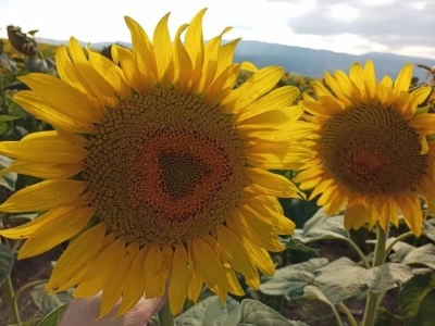 Ayçiçeği Ton başına 29 bin lira