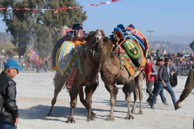 Aydın&rsquo;da deve g&uuml;reşleri ertelendi
