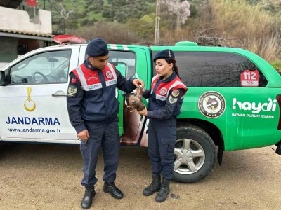 Aydın’da Kızıl Şahin yaralı halde bulundu