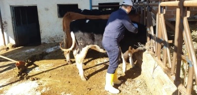 Aydın&rsquo;da şap hastalığına karşı aşılama &ccedil;alışmaları s&uuml;r&uuml;yor