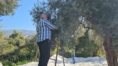 Aydın&rsquo;da zeytin hasadı s&uuml;r&uuml;yor