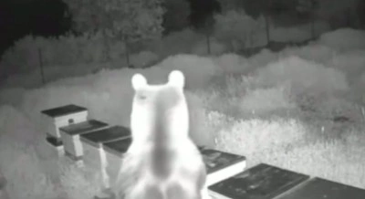 Ayılar arı kovanlarını parçalayıp balları yedi