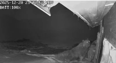 Ayıların yayla evlerine saldırıları s&uuml;r&uuml;yor