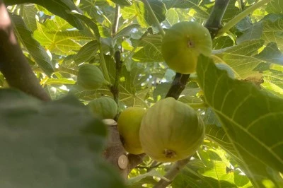 Batman Değirmenüstü Köyü Avrupa’ya İncir İhracatı Yapıyor