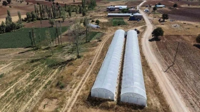 Baba-kız sera kurup domates yetiştiriyor