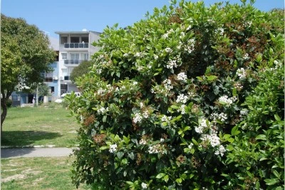 Bahar Renk C&uuml;mb&uuml;ş&uuml;