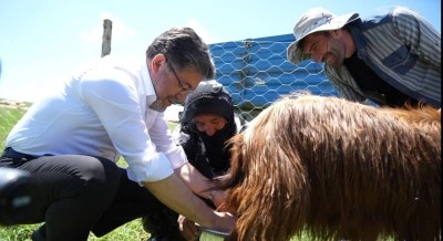 Bakan Yumaklı, süt sağan kadınlara eşlik etti, keçi sağdı