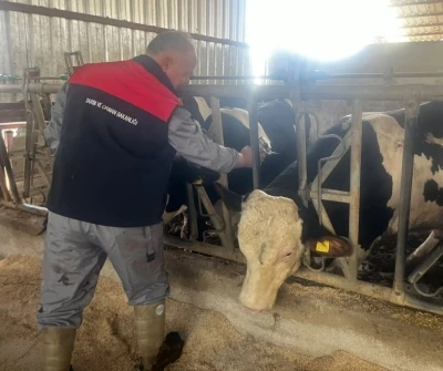 Baklan&rsquo;da sonbahar d&ouml;nemi şap aşılamaları başladı