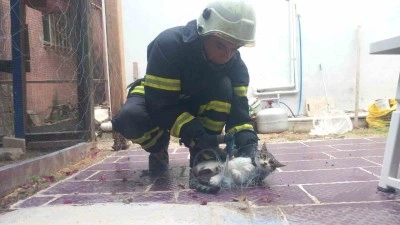 Balık ağına takılan kediyi itfaiye ekipleri kurtardı
