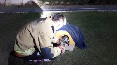 Kedinin imdadına itfaiye yetişti
