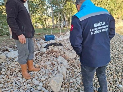 Balıkçıların kurtardığı yavru Akdeniz Foku yetkililere teslim edildi