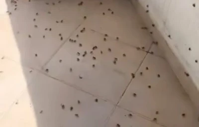 Bartın’da Kokarca İstilası