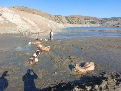 Bataklıkta büyükbaş hayvan operasyonu