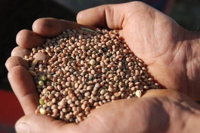 Batman'da Çiftçiye Yüzde 75 Hibeli Kırmızı Mercimek Tohumu Desteği!