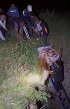 O ilimizde derin çukura düşen ineği köylüler kurtardı