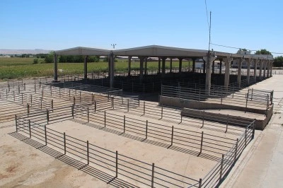 Batman’da Hayvan Pazarı Şap Önlemleriyle Yeniden Açıldı