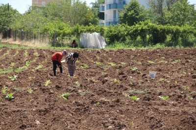 Kavurucu sıcakta ekmek parası için çalışıyorlar