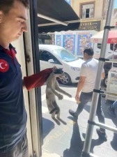 Platform arasında sıkışan kedi son anda kurtarıldı