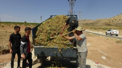 Batman Gercüş’te Fıstık Hasadı Başladı