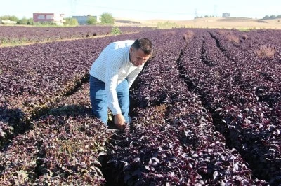 Batmanlı Çiftçinin Mor Reyhan Mücadelesi