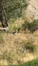 Boz Ayı baba ve kızı heyecanlandırdı